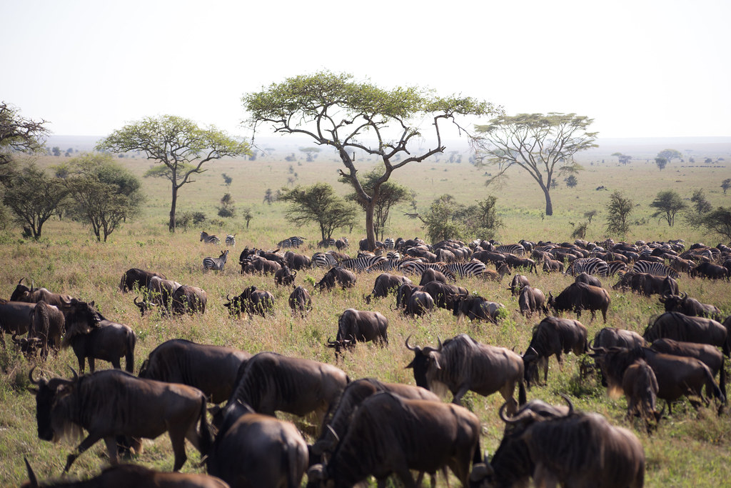 Tips for Booking Budget Safaris in Africa